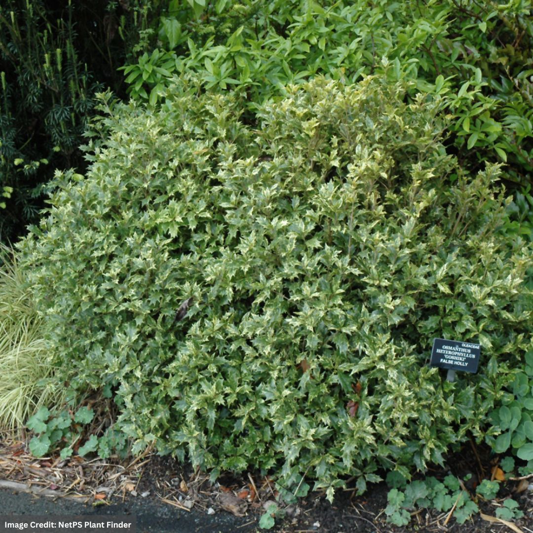 Variegated False Holly – Goshiki – #2 Container